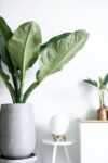 Indoor plants decorating a contemporary interior.