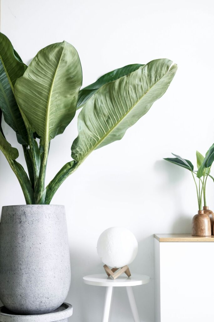 Indoor plants decorating a contemporary interior.